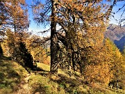 25 Spettacolari larici secolari colorati d'autunno 